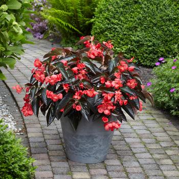 Begonia Dragon Wing® '' (244978)