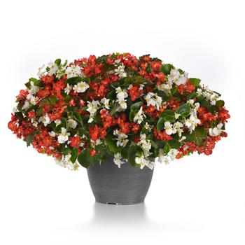 Begonia Hula™ '' (244982)