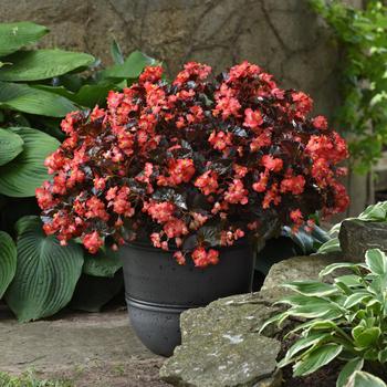 Begonia BabyWing® '' (244985)