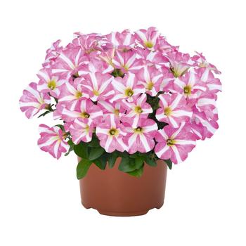 Petunia 'Peppy Pink Vein' (244995)