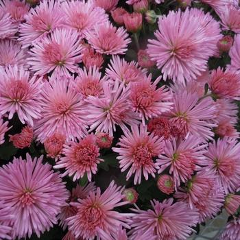 Chrysanthemum x morifolium '' (245160)