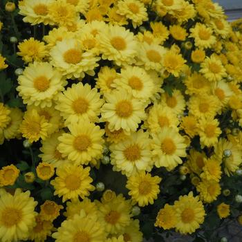 Chrysanthemum x morifolium '' (245162)