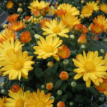 Chrysanthemum x morifolium '' (245176)