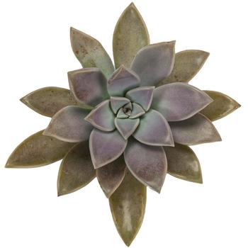 Graptopetalum parguyense '' (245245)