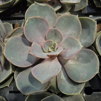 Echeveria 'Perle von Nurnberg' (245263)