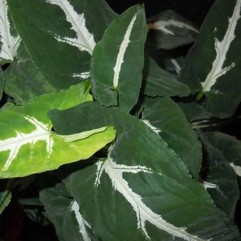 Syngonium wendlandii 'Black Velvet' 