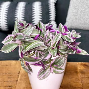 Tradescantia 'Feeling Flirty™' (245283)