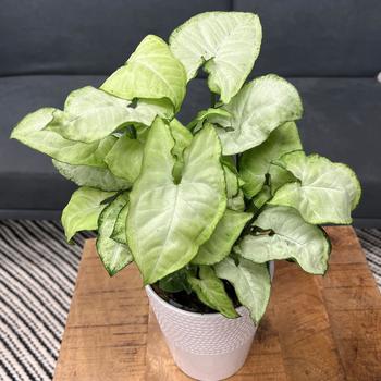 Syngonium podophyllum 'White Butterfly' 