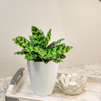 Calathea lancifolia '' (245561)