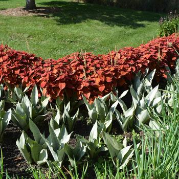 Sansevieria trifasciata 'Moonshine' (245637)