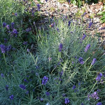 Lavandula angustifolia 'Sweet Romance®' (245639)