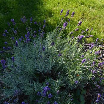 Lavandula angustifolia 'Sweet Romance®' (245640)