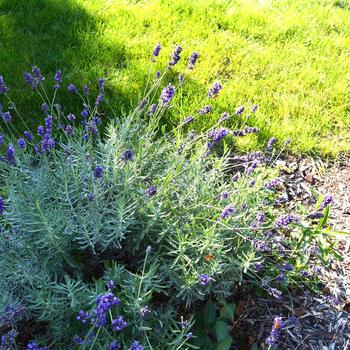 Lavandula angustifolia 'Sweet Romance®' (245641)