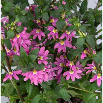 Scaevola aemula 'Scala Pink Bird' (245717)