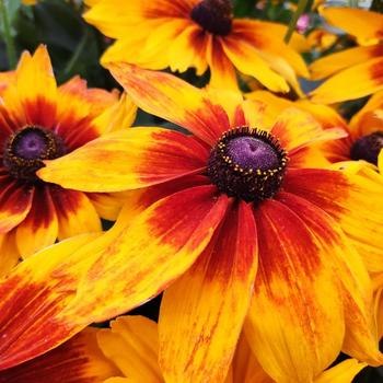 Rudbeckia hirta 'Sunspot Yellow Bicolor' (245719)