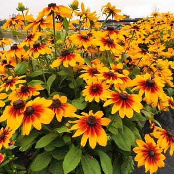 Rudbeckia hirta 'Sunspot Yellow Bicolor' (245721)