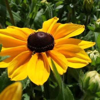 Rudbeckia hirta 'Sunspot Gold' (245722)