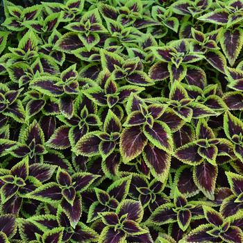 Coleus Main Street 'Alligator Alley' (245774)