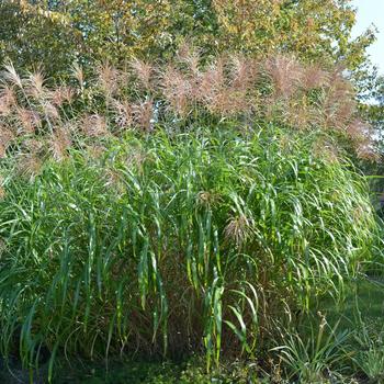 Miscanthus sinensis 'Big Kahuna™' (245780)