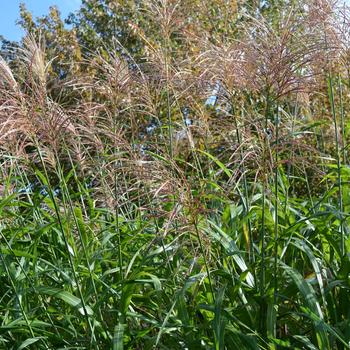 Miscanthus sinensis 'Big Kahuna™' (245782)