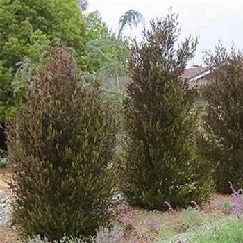 Dodonaea viscosa 'Purpurea' 