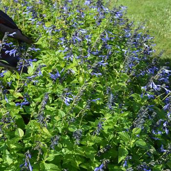 Salvia Rockin'® 'Blue Suede Shoes™' (245848)