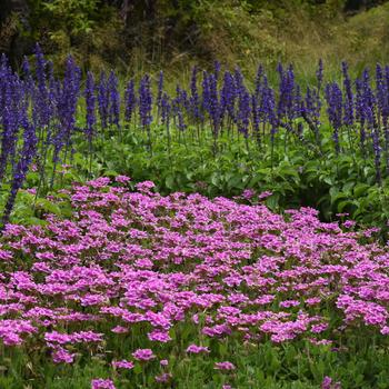 Verbena peruviana EnduraScape™ '' (245864)