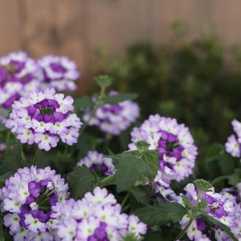 Verbena Superbena Sparkling® '' (245869)