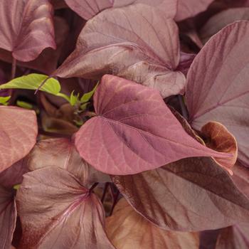 Ipomoea batatas 'Sweet Caroline Sweetheart Mahogany™' (245876)