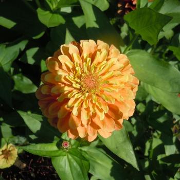 Zinnia elegans 'Queeny Lime Orange' (245878)