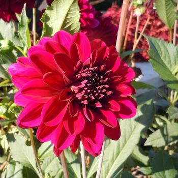 Dahlia 'Karma Naomi Mahogany Red' (245885)