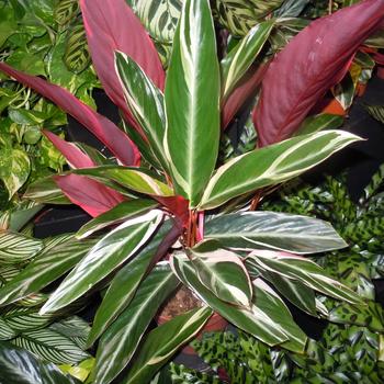 Stromanthe sanguinea 'Triostar (Tricolor)' (245888)