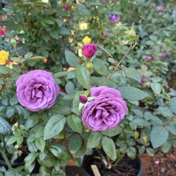 Rosa Sunbelt® 'Plum Perfect™' (245892)