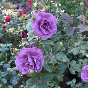 Rosa Sunbelt® 'Plum Perfect™' (245894)