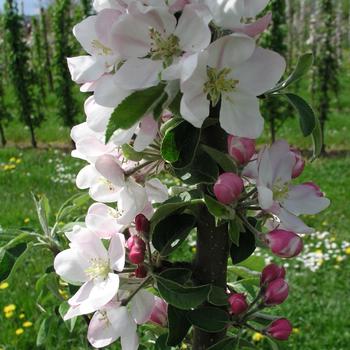 Malus Fruit Snacks® 'Blushing Delight™' (246003)