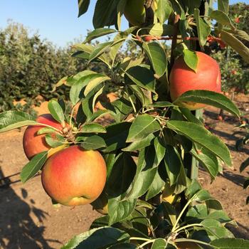 Malus Fruit Snacks® 'Blushing Delight™' (246005)