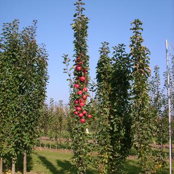 Malus Fruit Snacks® 'Tasty Red™' (246008)