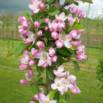 Malus Fruit Snacks® 'Tasty Red™' (246009)