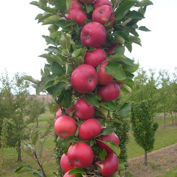 Malus Fruit Snacks® 'Tasty Red™' (246010)