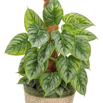 Philodendron sodiroi '' (246080)