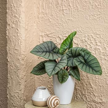 Alocasia Mythic™ 'Quicksilver™' (246106)