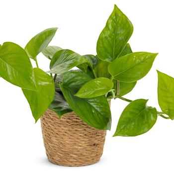 Epipremnum aureum Beautifall® 'Jade' (246138)