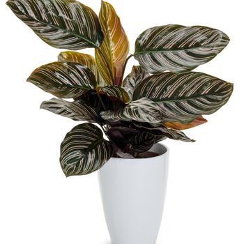 Calathea ornata Color Full® 'Sanderiana' (246141)