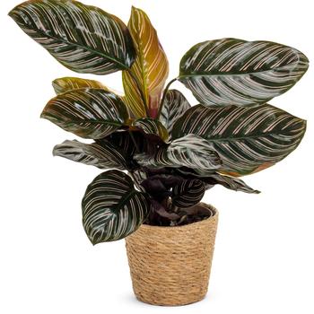 Calathea ornata Color Full® 'Sanderiana' (246142)