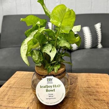 Syngonium podophyllum 'Snow White' 