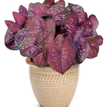 Caladium hortulanum Heart to Heart®: 'Rain or Shine' (246255)