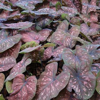 Caladium hortulanum Heart to Heart®: 'Rain or Shine' (246256)