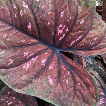 Caladium hortulanum Heart to Heart®: 'Rain or Shine' (246257)