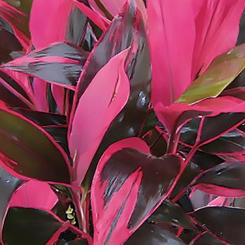 Cordyline fruticosa 'Red Sister' (246398)