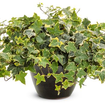 Hedera helix 'Goldchild' (246400)